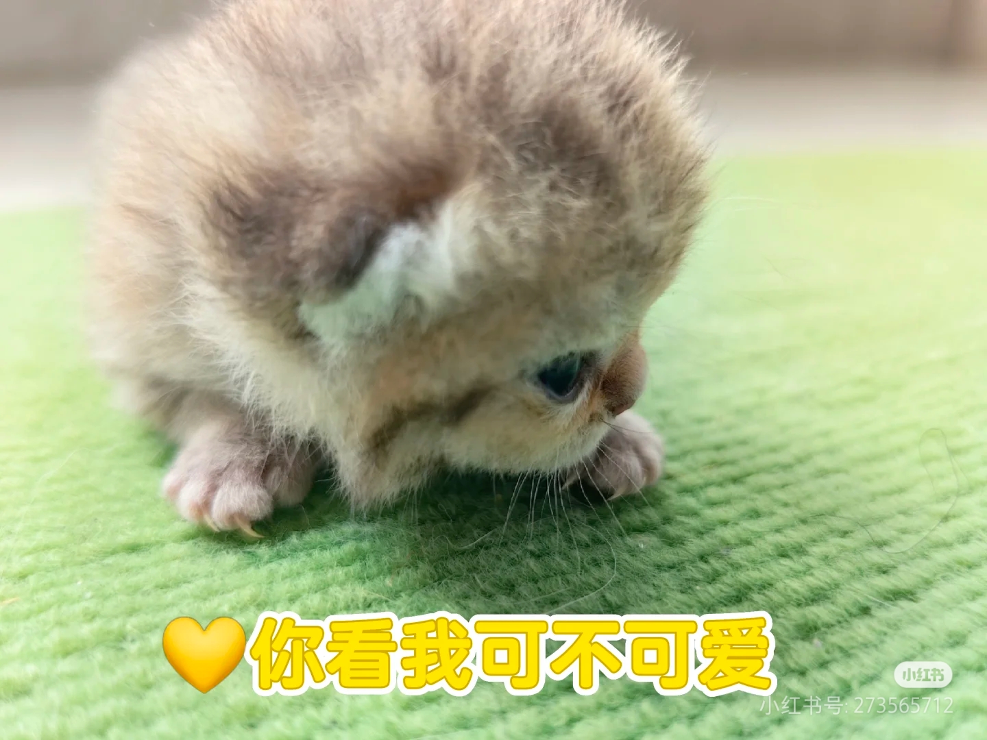 银渐层，金虎斑